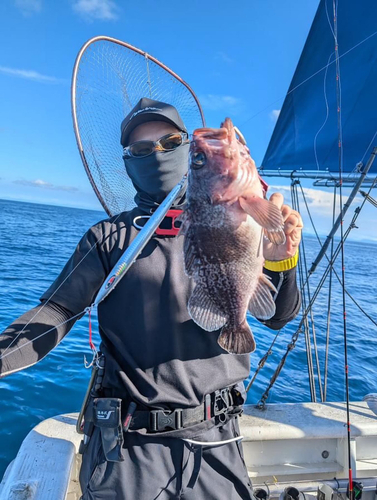 タヌキメバルの釣果