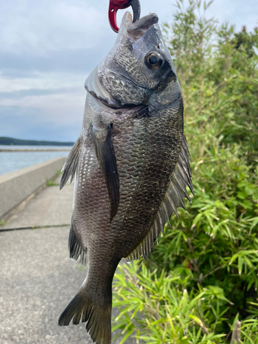 チヌの釣果