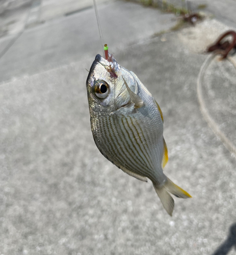 ヘダイの釣果