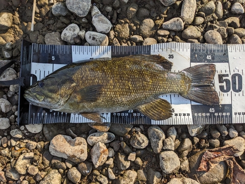 スモールマウスバスの釣果