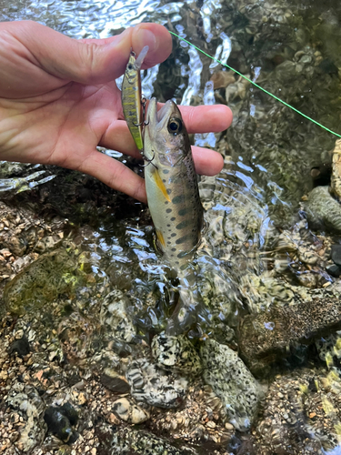 ヤマメの釣果