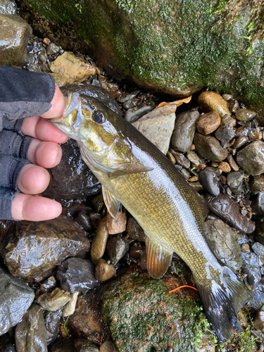 スモールマウスバスの釣果