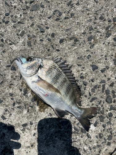 チヌの釣果