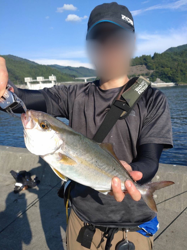 ショゴの釣果