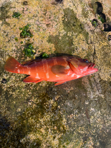 アカハタの釣果