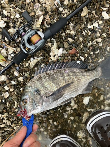 クロダイの釣果