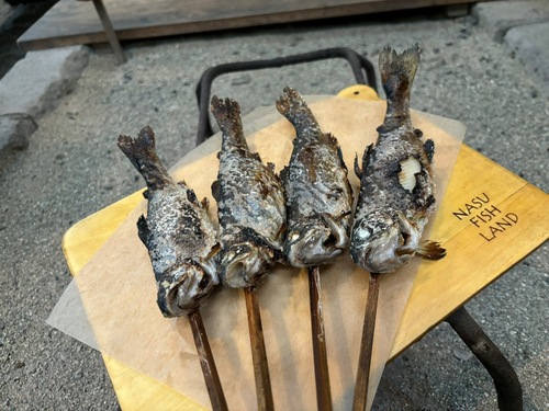 ニジマスの釣果