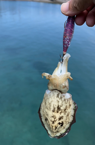 モンゴウイカの釣果