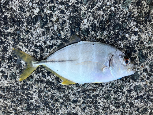 メッキの釣果