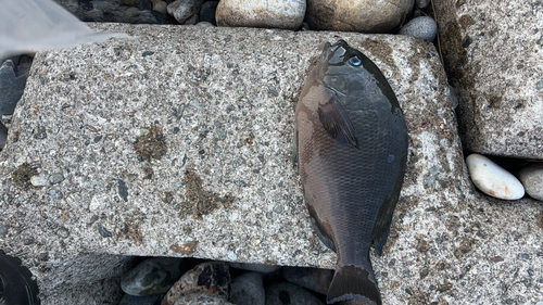 クチブトグレの釣果