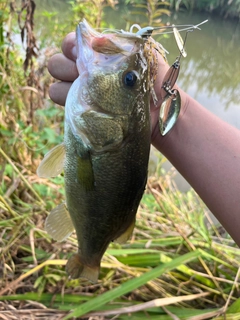 ラージマウスバスの釣果