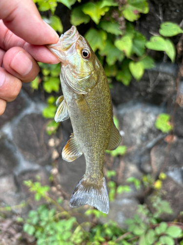 スモールマウスバスの釣果