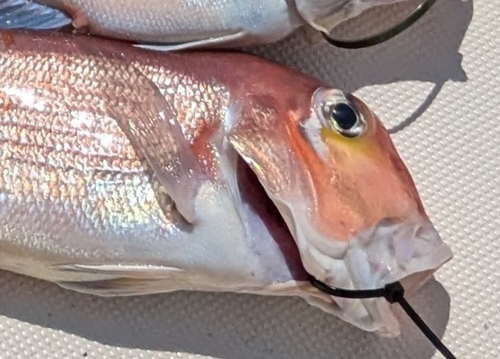 アカアマダイの釣果