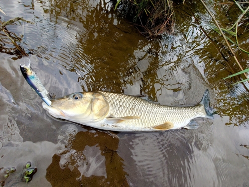 ニゴイの釣果