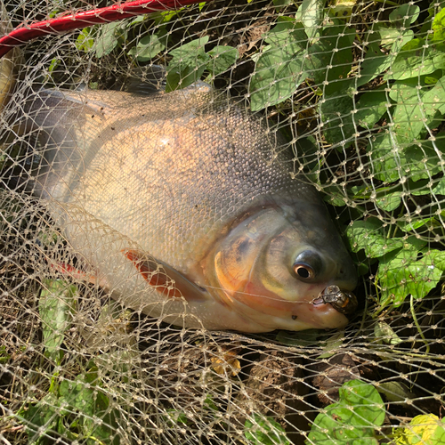 コロソマの釣果