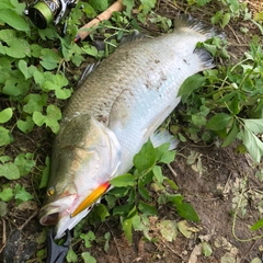 バラマンディの釣果