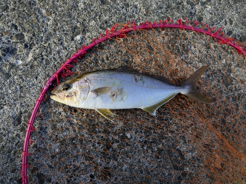 ショゴの釣果