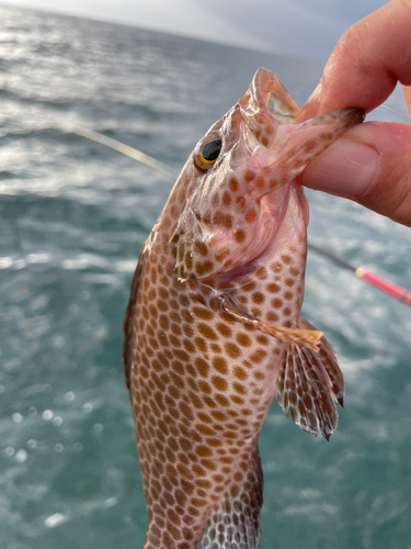 オオモンハタの釣果