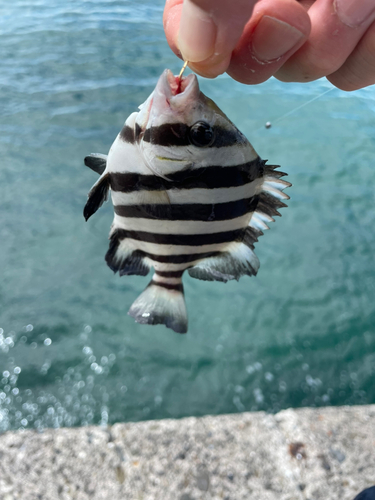 シマダイの釣果