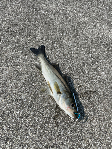 セイゴ（マルスズキ）の釣果