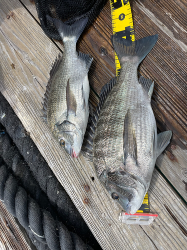 チヌの釣果