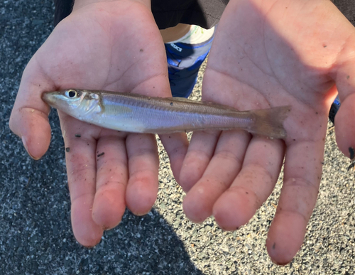 キスの釣果