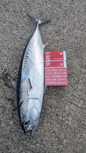 ソウダガツオの釣果