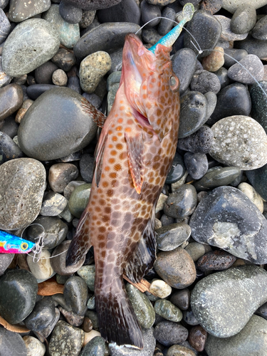 オオモンハタの釣果