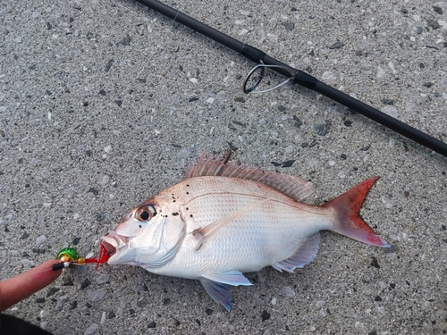 マダイの釣果