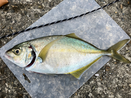 シマアジの釣果