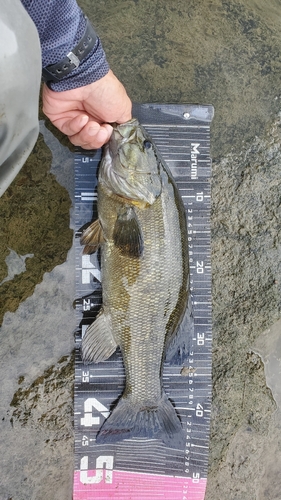 スモールマウスバスの釣果