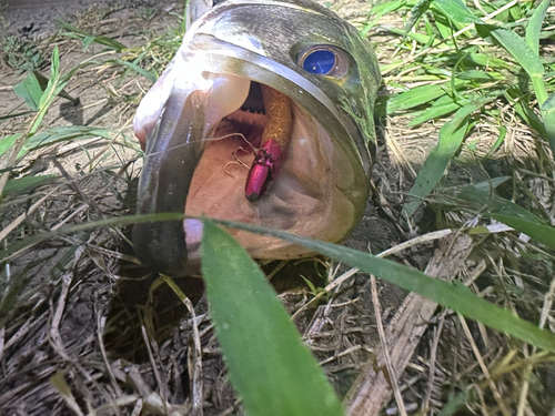 スズキの釣果