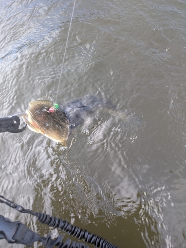 マゴチの釣果