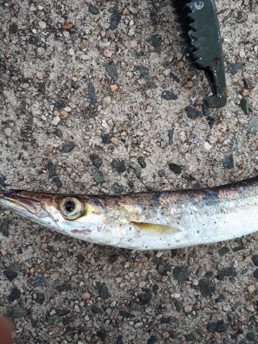 カマスの釣果