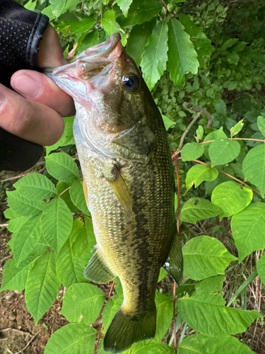 ラージマウスバスの釣果