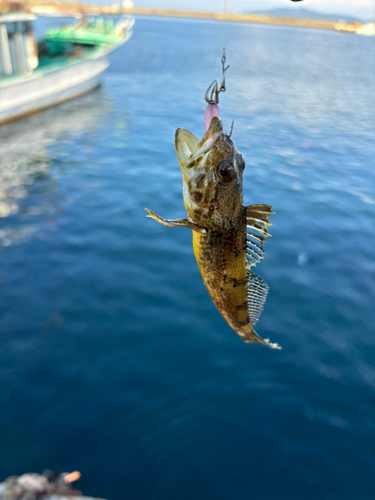 アナハゼの釣果