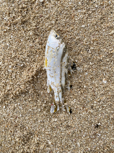 コトヒキの釣果