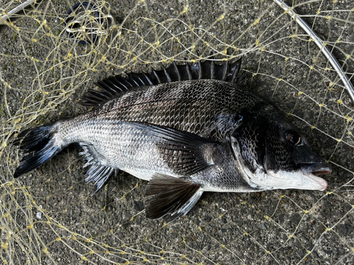 クロダイの釣果