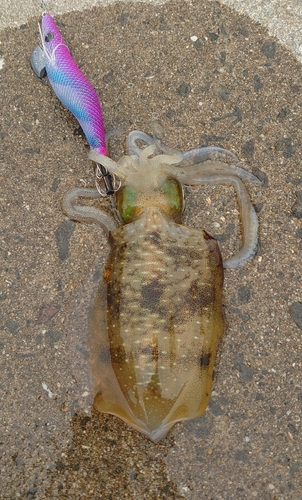 アオリイカの釣果