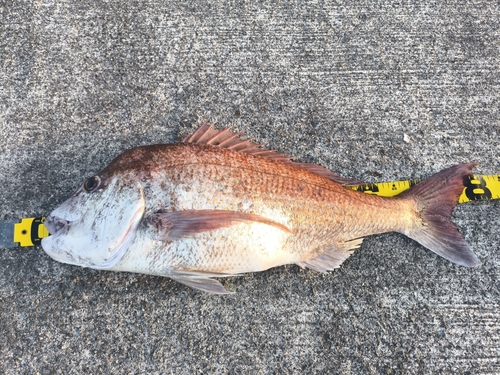 タイの釣果