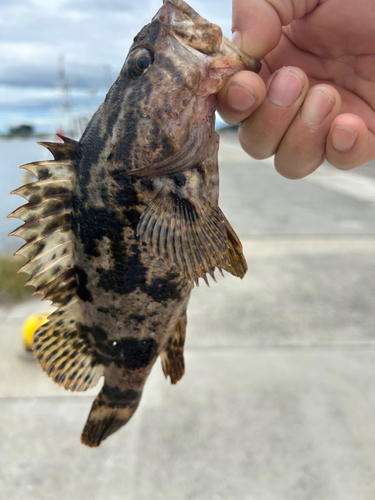 ベッコウゾイの釣果