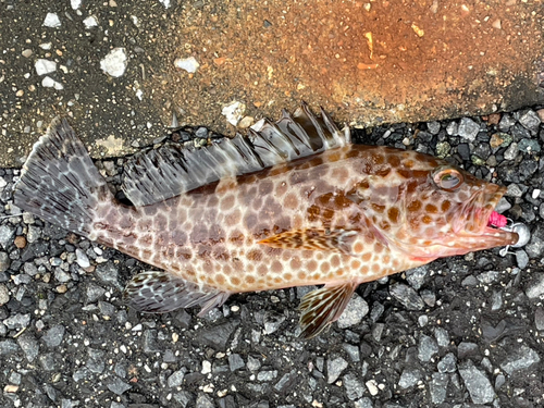 オオモンハタの釣果