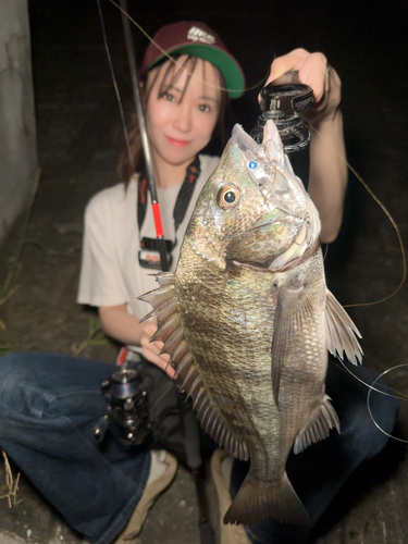 チヌの釣果