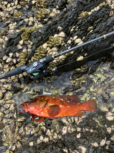 アカハタの釣果