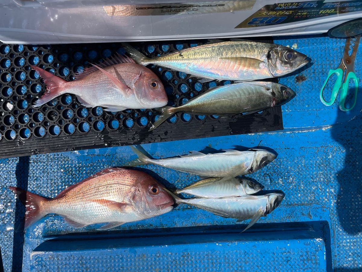 清和丸さんの釣果 3枚目の画像