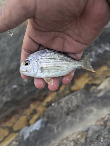 ヘダイの釣果