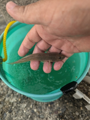 ハゼの釣果