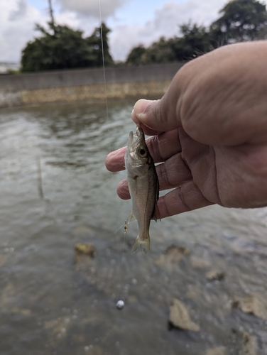 セイゴ（マルスズキ）の釣果