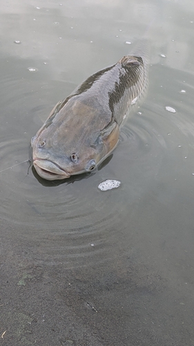 ソウギョの釣果