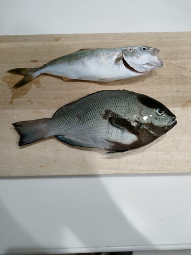 メジナの釣果